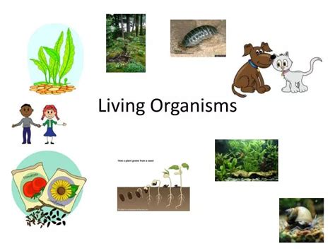 2,148+ Free Living Things Illustrations .